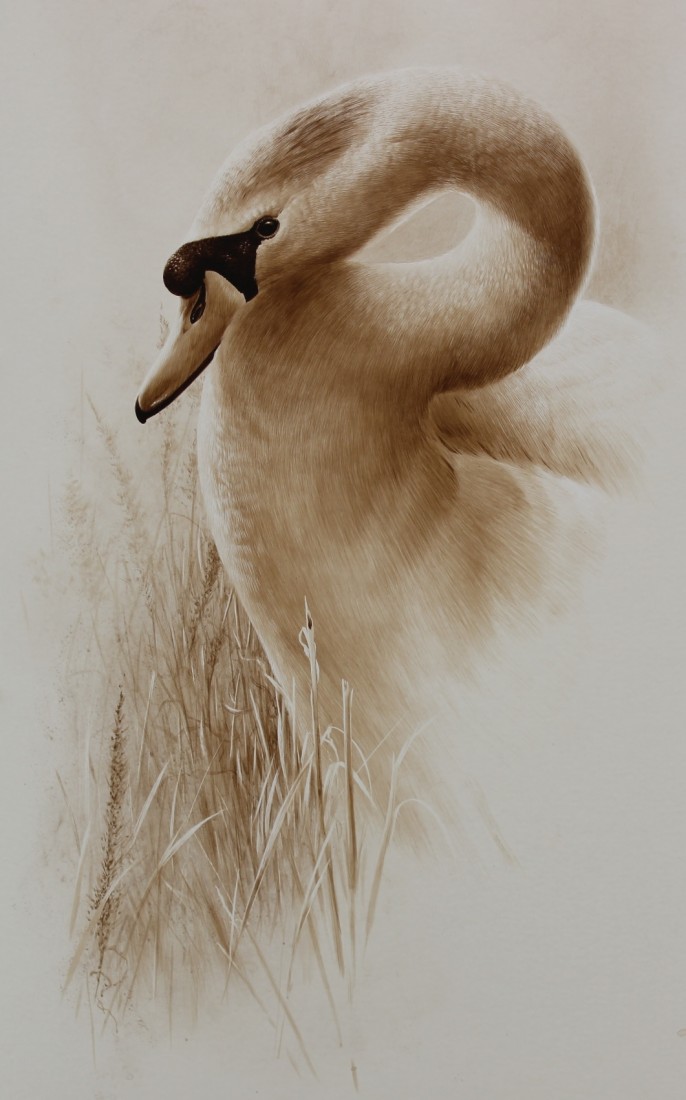 Mute Swan Image