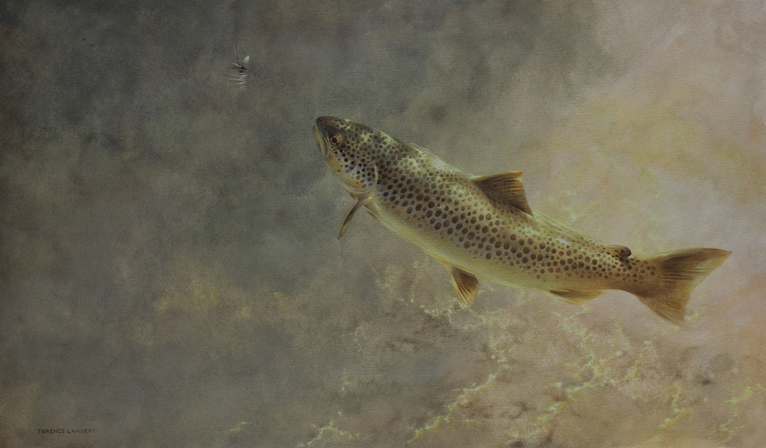 Brown trout Image
