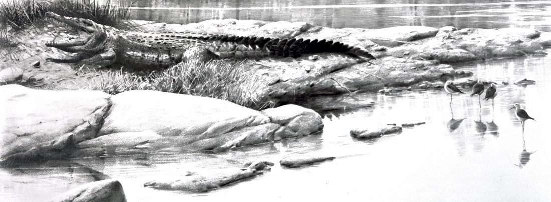 Croc Image