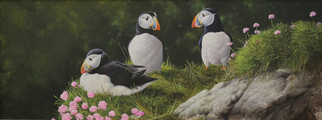 Puffins Image