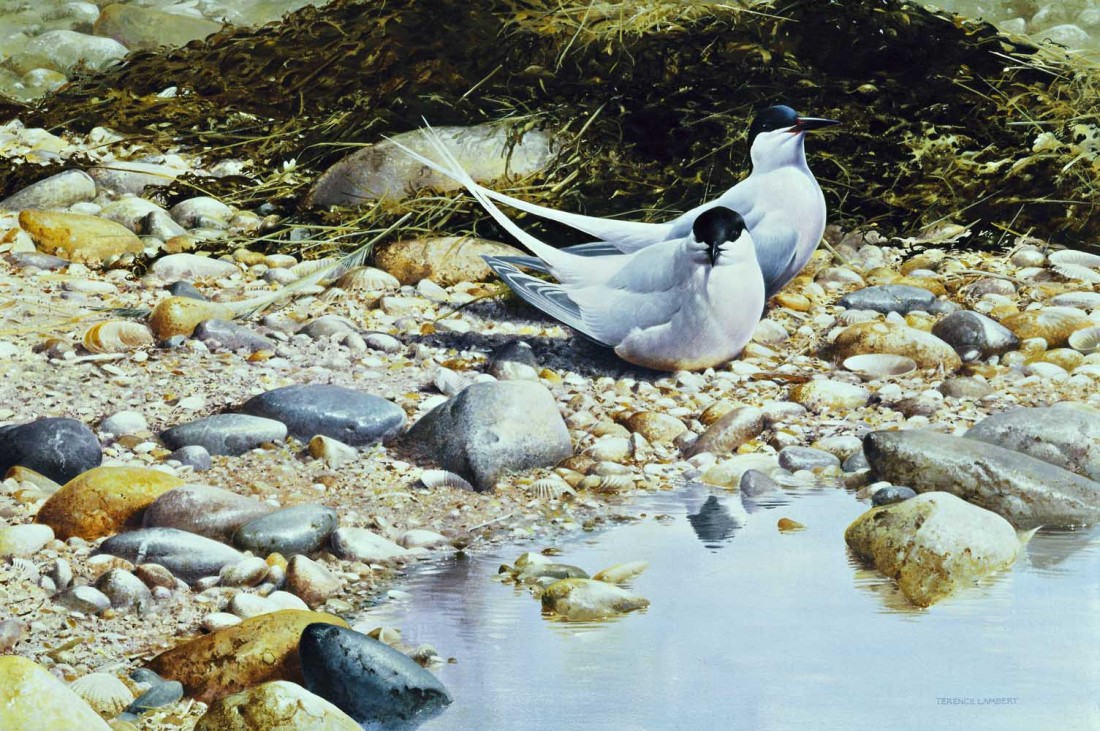 Roseate terns Image