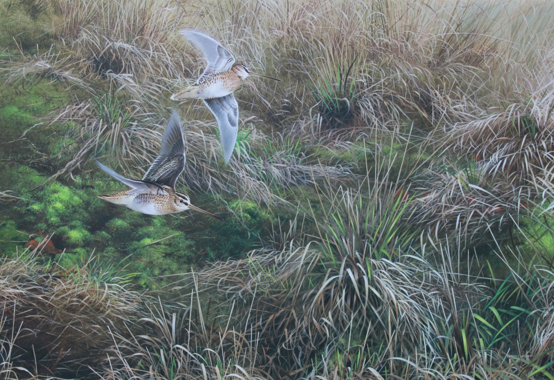 Snipe Image